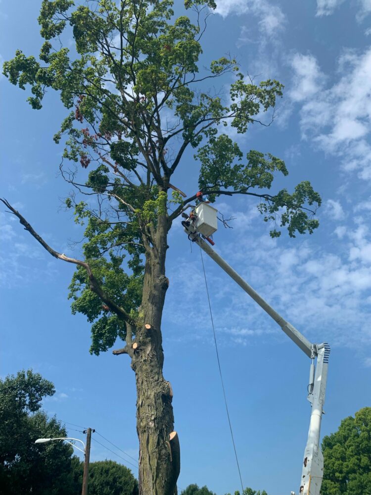 Tree Care Service in Hagerstown Busy Badger Tree Care