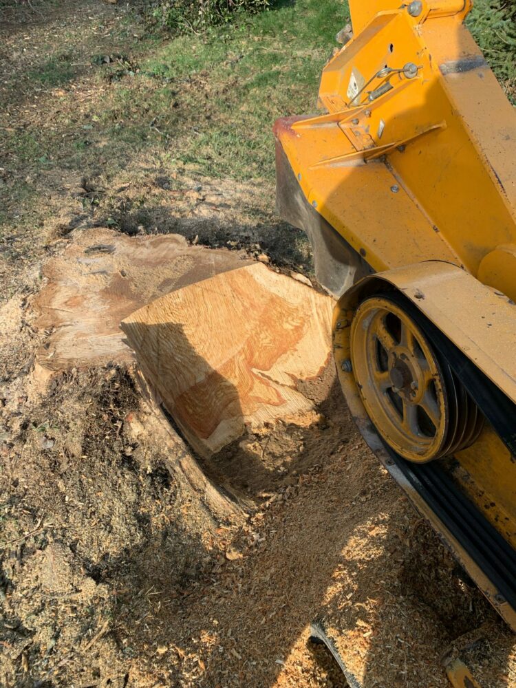 Stump Grinding Service in Hagerstown - Busy Badger Tree Care